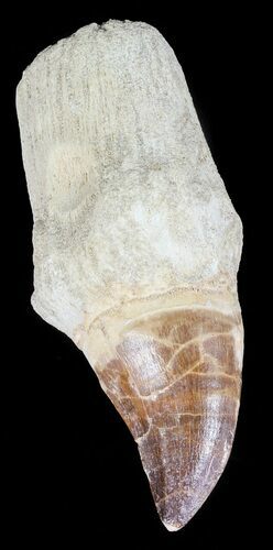 Rooted Mosasaur (Prognathodon) Tooth - Impressive #55827